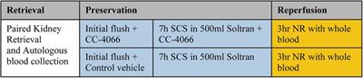 CC-4066 therapy delivered to kidneys during cold storage and assessed with normothermic reperfusion is feasible and safe
